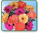 Flower Picture