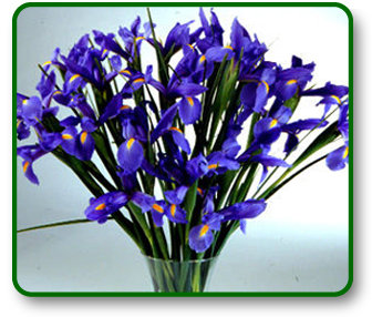 Flower Picture