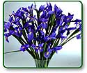 Flower Picture