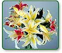 Flower Picture