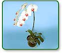 Flower Picture