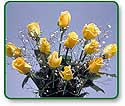 Flower Picture